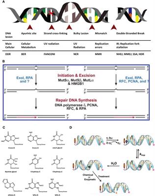 Research progress on the role and mechanism of DNA damage repair in germ cell development